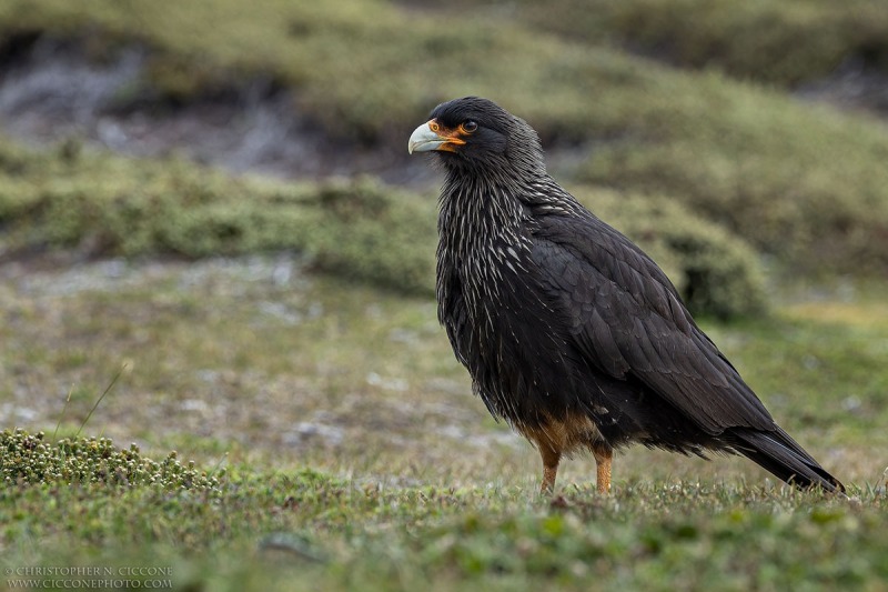 Striated Caracara