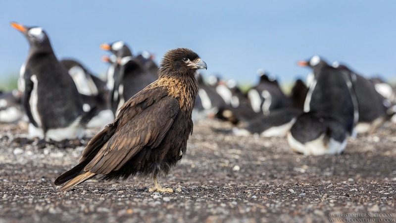 Striated Caracara