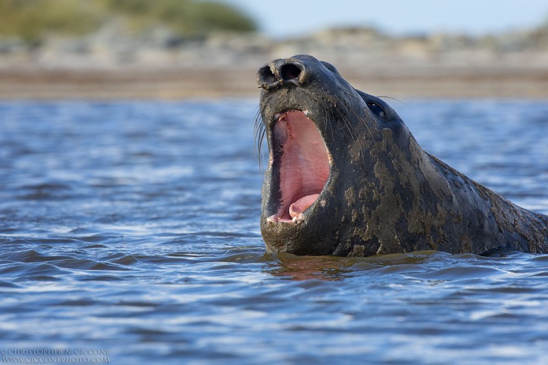 Elephant Seal