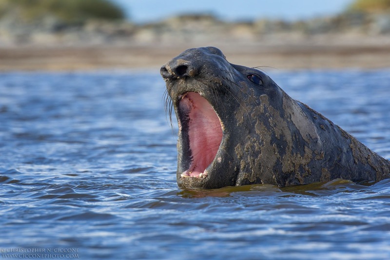 Elephant Seal