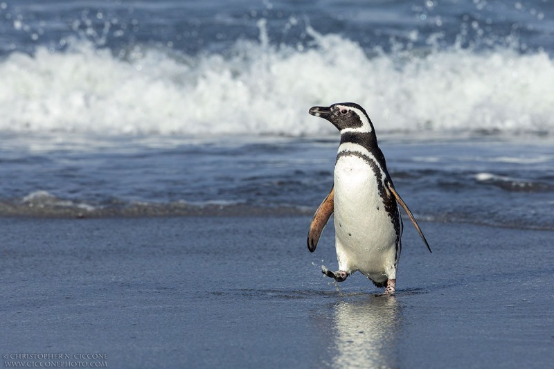 Magellanic Penguin