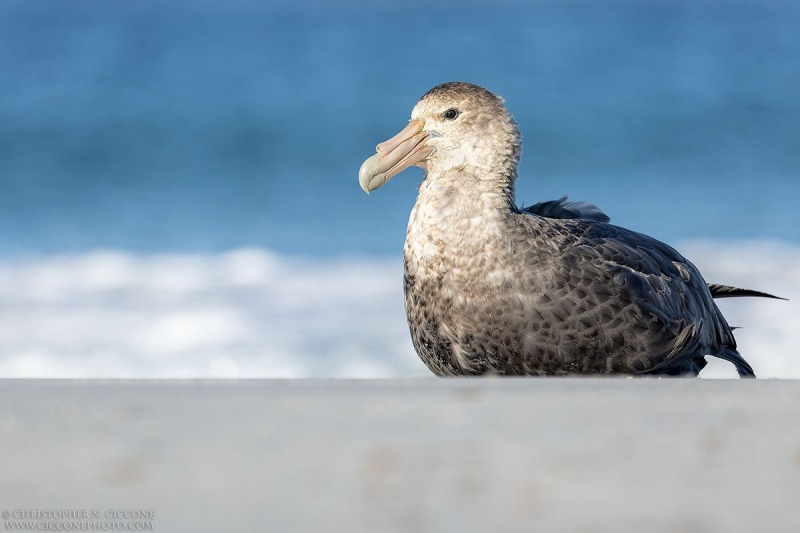 Southern Giant Petrel