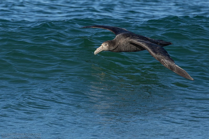 Southern Giant Petrel