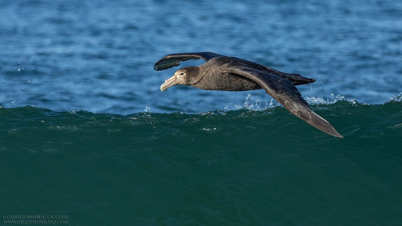 Southern Giant Petrel