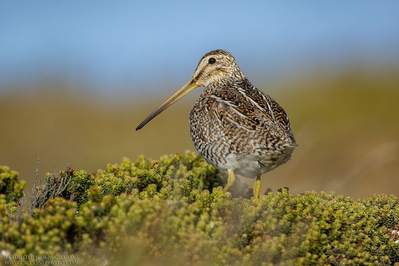 Magellanic Snipe