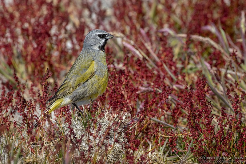 White-bridled Finch