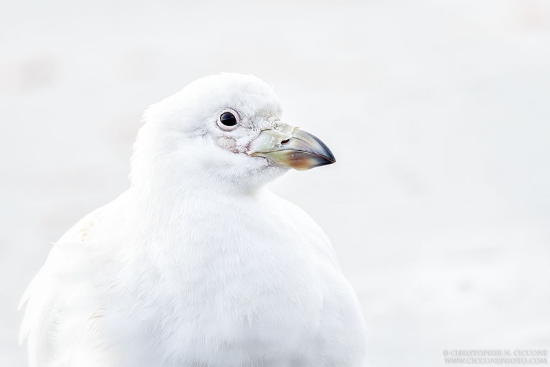 Snowy Sheathbill