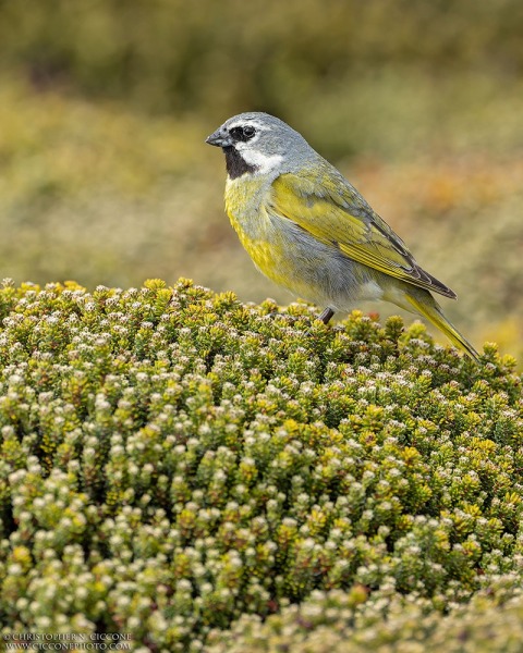 White-bridled Finch