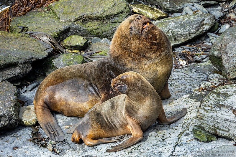 Southern Sea Lion