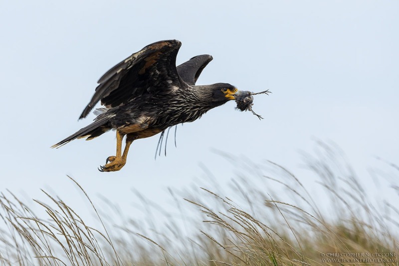 Striated Caracar