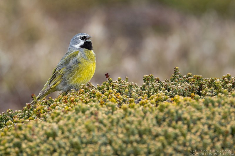 White-bridled Finch