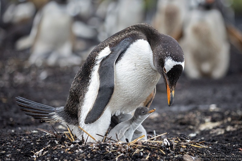 Gentoo Penguin