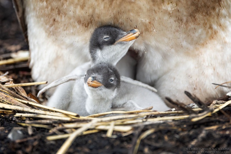 Gentoo Penguin