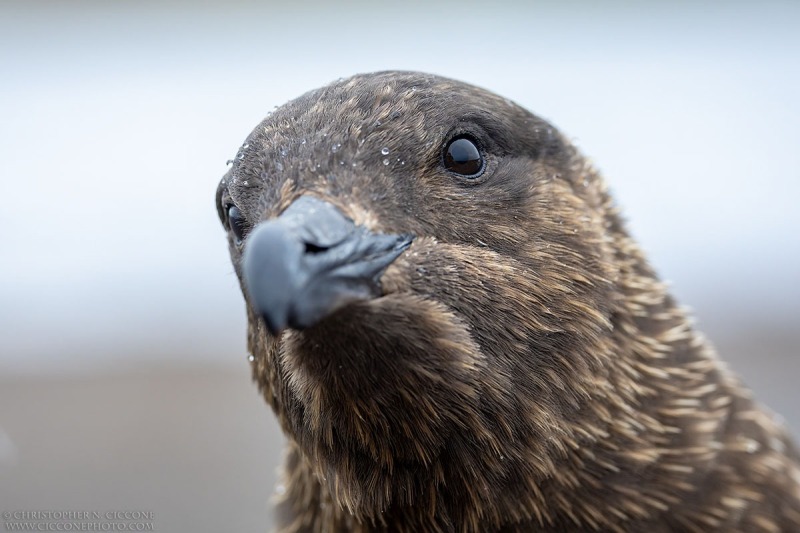 Brown Skua