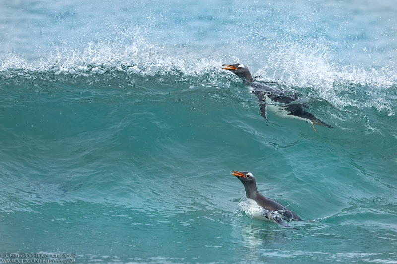 Gentoo Penguin