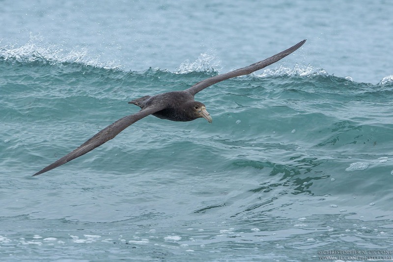 Southern Giant Petrel