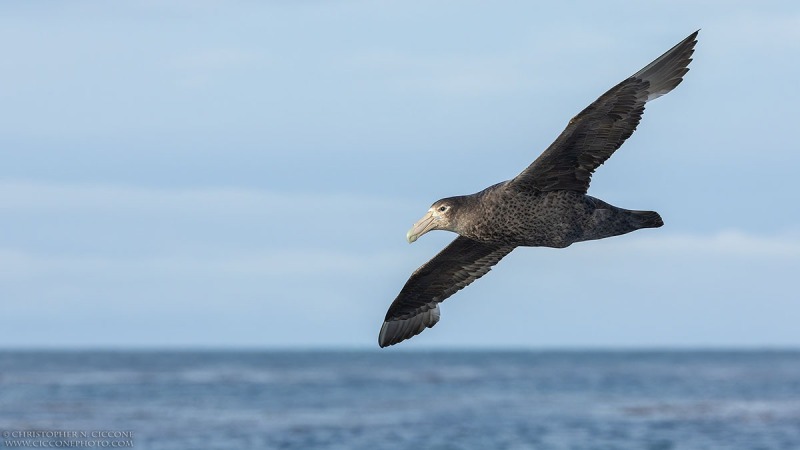 Southern Giant Petrel