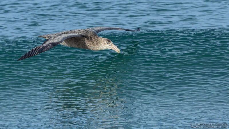 Southern Giant Petrel