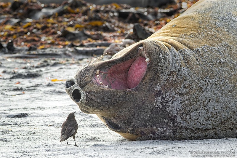 Elephant Seal