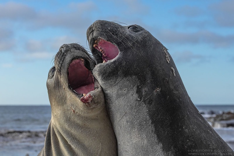 Elephant Seals