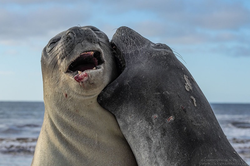 Elephant Seal