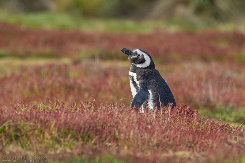 Magellanic Penguin