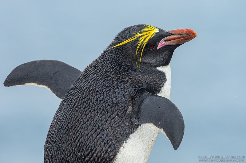 Macaroni Penguin