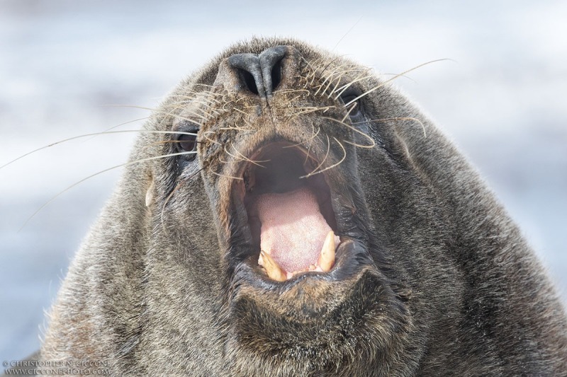 Southern Sea Lion