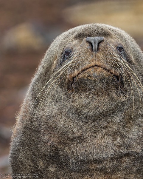 Southern Sea Lion