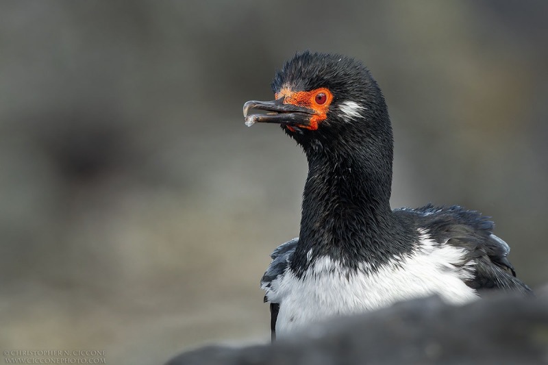 Rock Cormorant