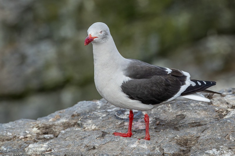 Dolphin Gull