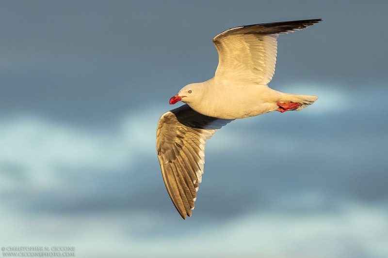 Dolphin Gull