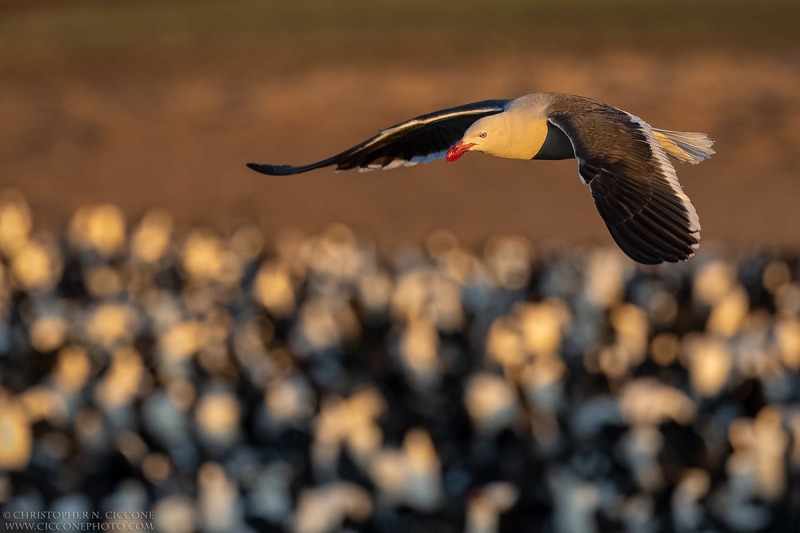 Dolphin Gull