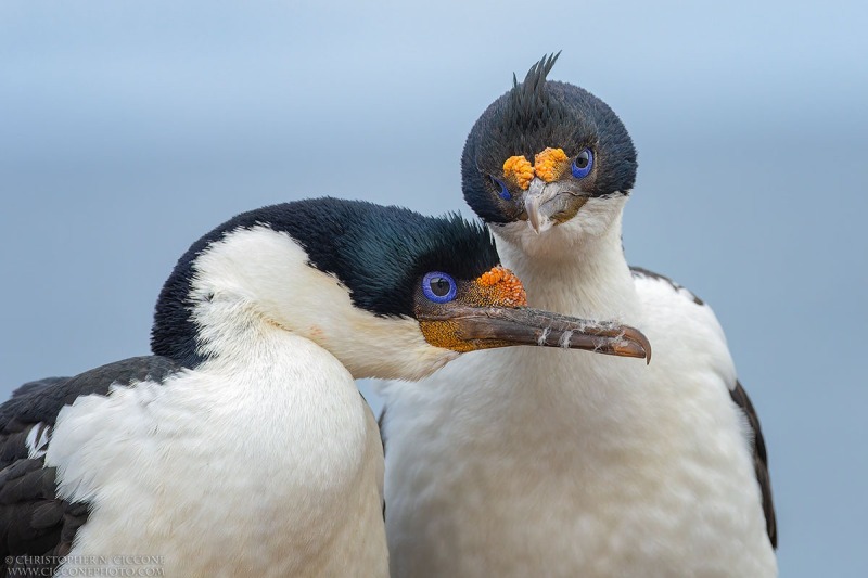 Imperial Cormorants