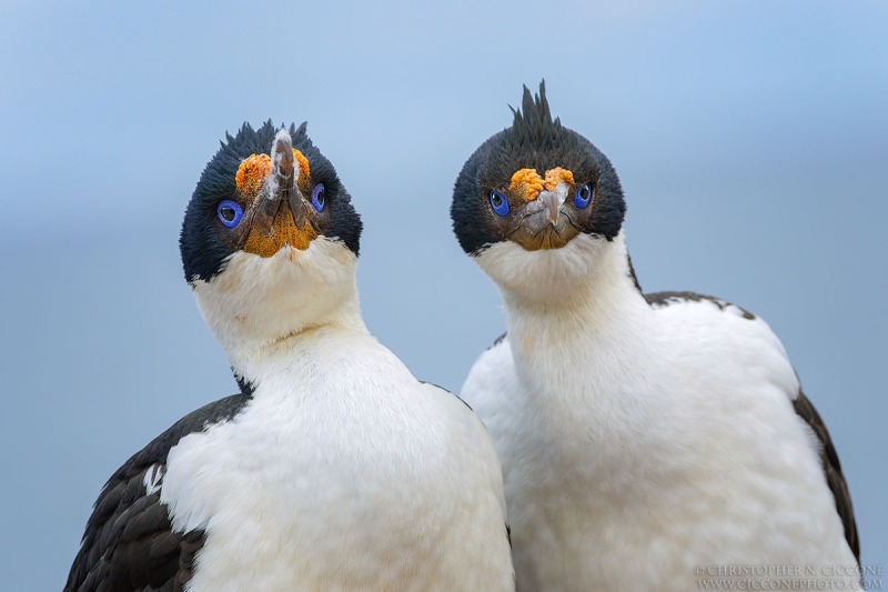 Imperial Cormorants