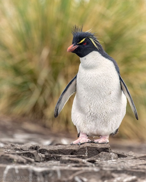 Southern Rockhopper Penguin