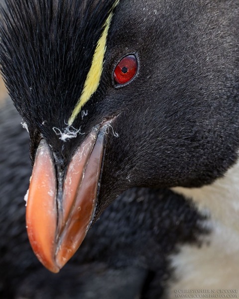 Southern Rockhopper Penguin