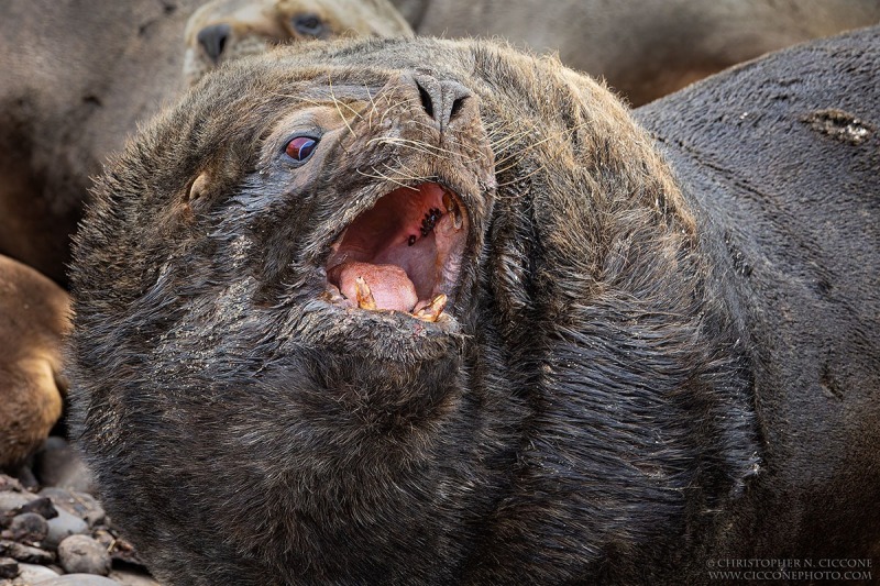 Southern Sea Lion