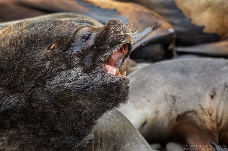 Southern Sea Lion