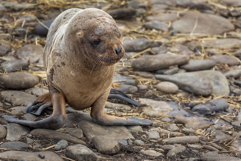 Southern Sea Lion