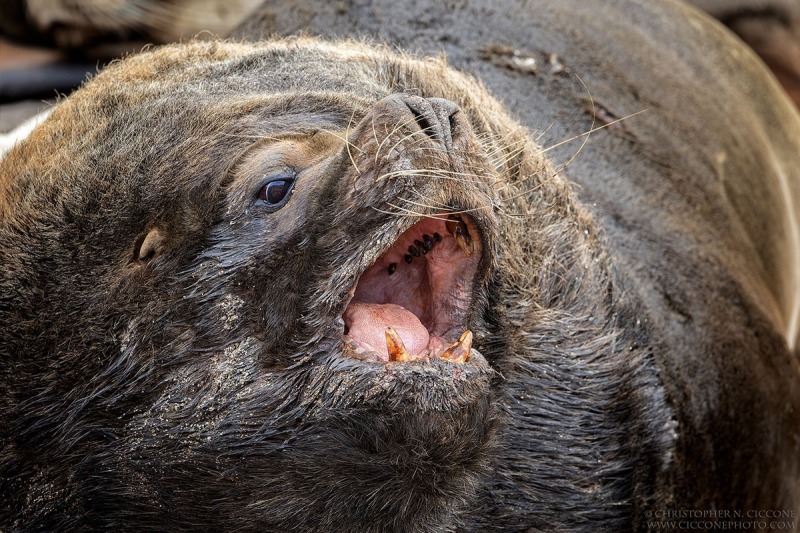 Southern Sea Lion