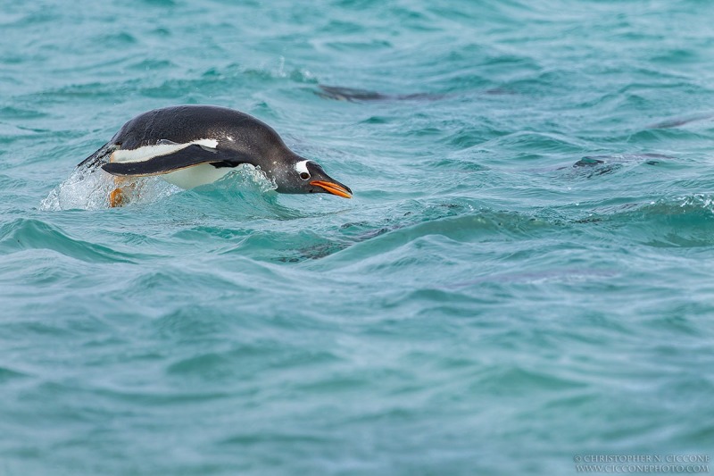 Gentoo Penguin