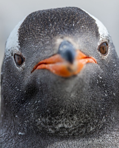 Gentoo Penguin