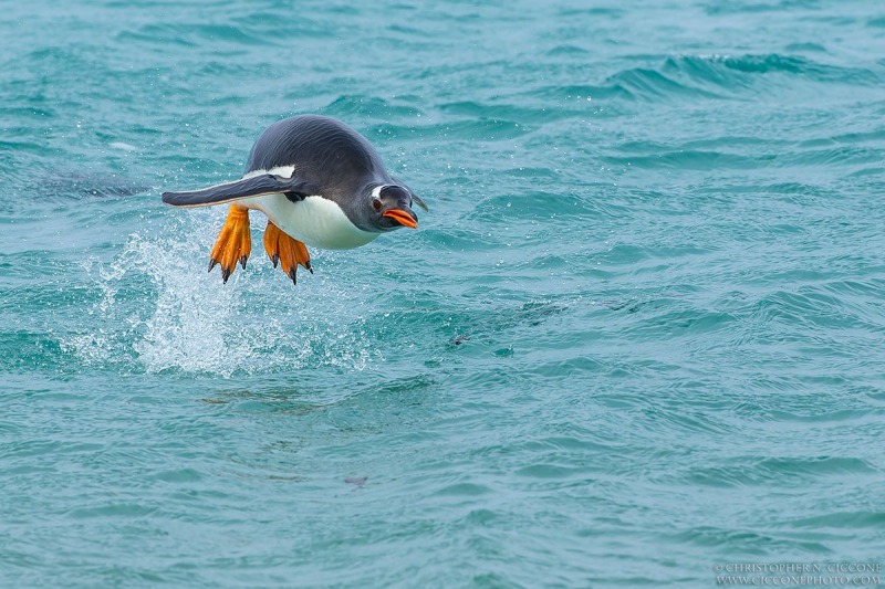 Gentoo Penguin