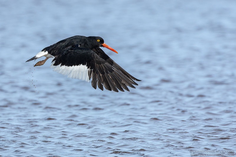 Magellanic Oystercatcher