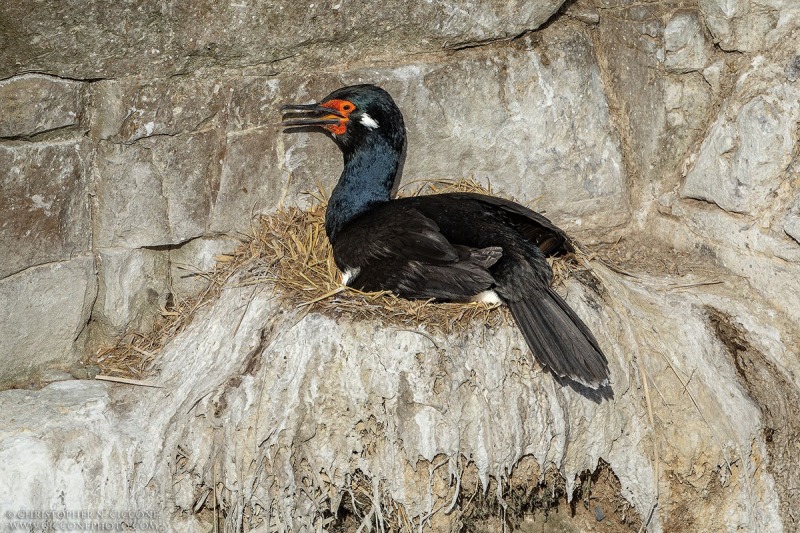 Rock Cormorant