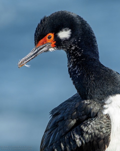 Rock Cormorant