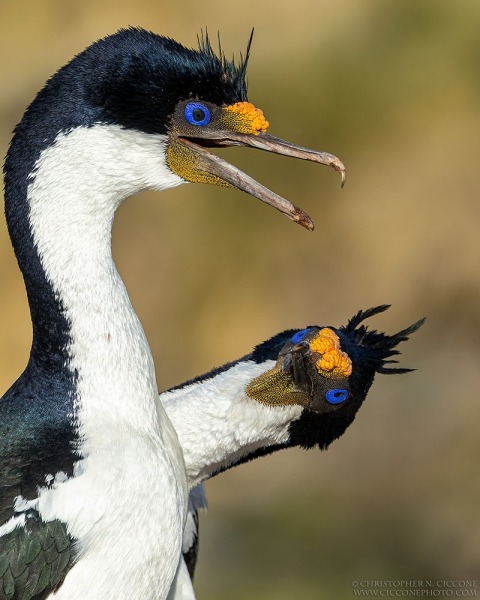 Imperial Cormorants