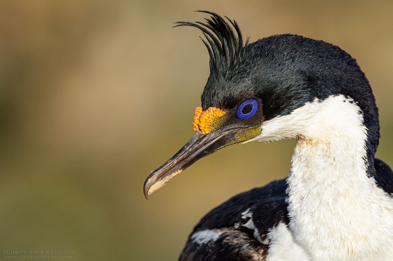 Imperial Cormorants