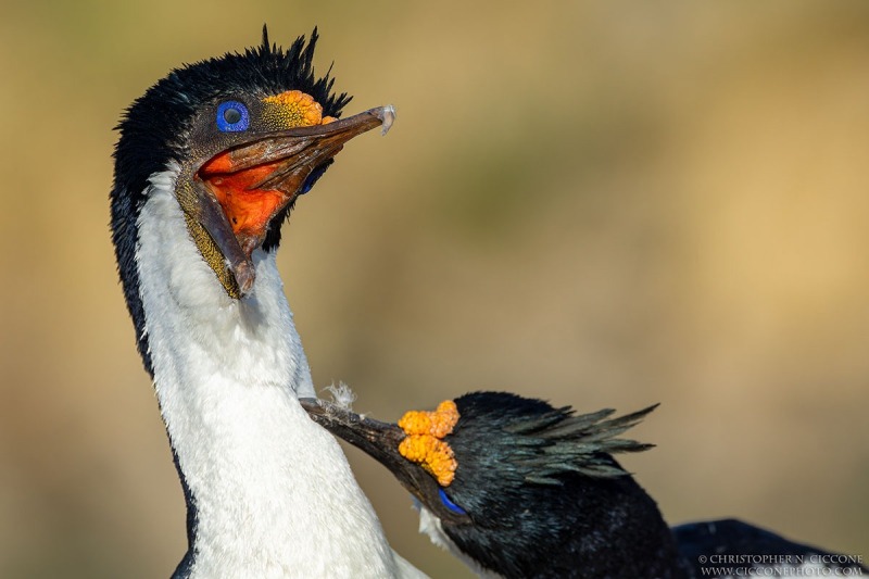 Imperial Cormorants